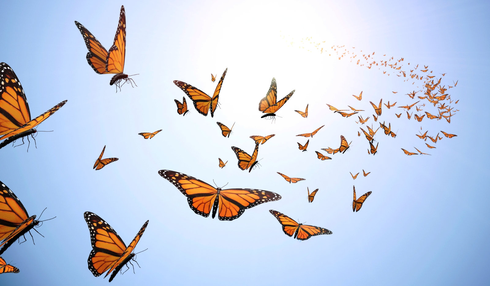 group-Flying-butterflies2